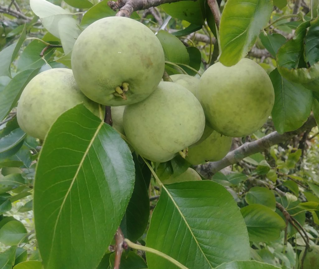 Enjoy the Florida Sand Pear UF/IFAS Extension Columbia County