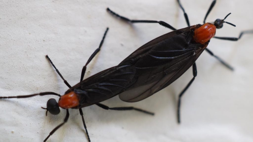 No Love for These Bugs! UF/IFAS Extension Columbia County