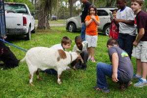 youth squatted down petting a goat at a petting zoo