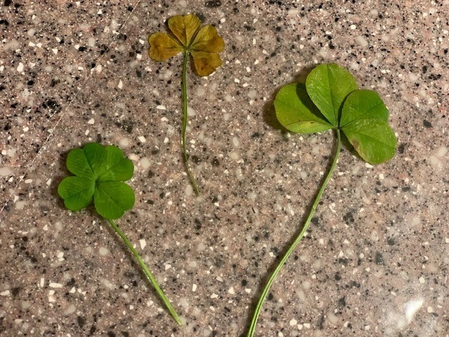 three four-leaf clovers 