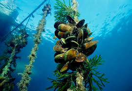 green mussels gowing in the ocean