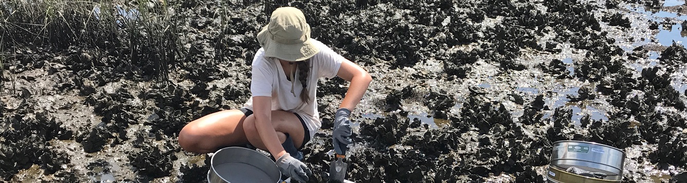 Kaley Terrell works on an exposed oyster reef