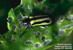 Alligatorweed flea beetle