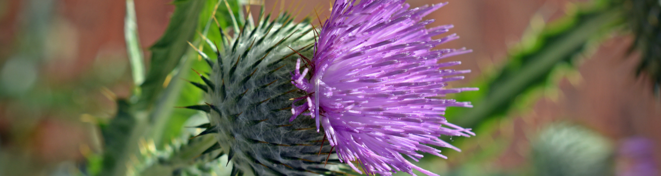 Thistle with pink flower