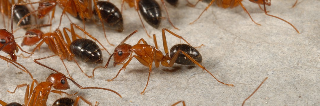 Florida Carpenter Ants : EDIS