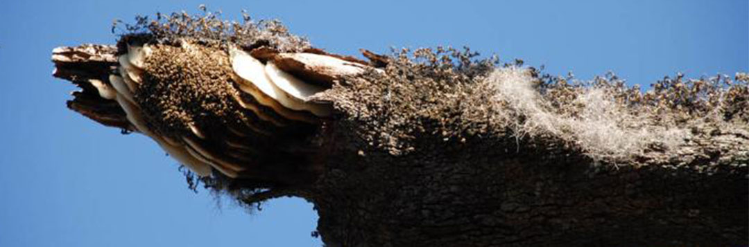Figure 1. Exposed African bee nest on a tree limb.