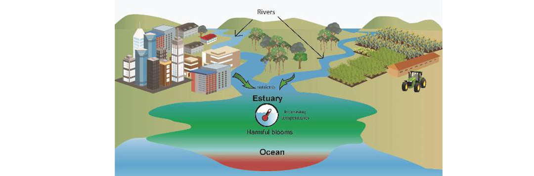 Figure 2. Nutrients and temperature act synergistically to stimulate blooms of harmful microorganisms in estuaries and nearshore ocean waters. Warming ocean waters caused by climate change are predicted to increase problems with blooms.