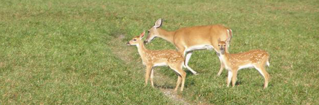 Figure 2. White-tailed deer fawns are spotted. Credit: Alico, Inc