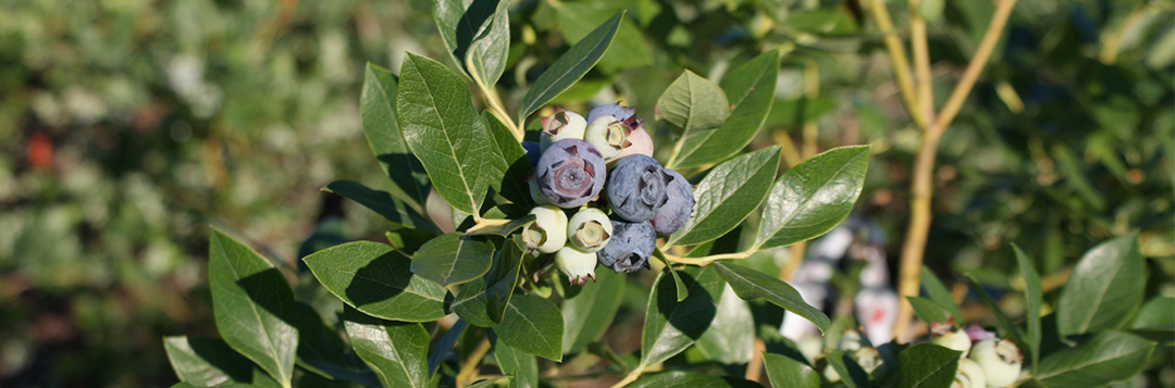 High-bush blueberries grown in Florida