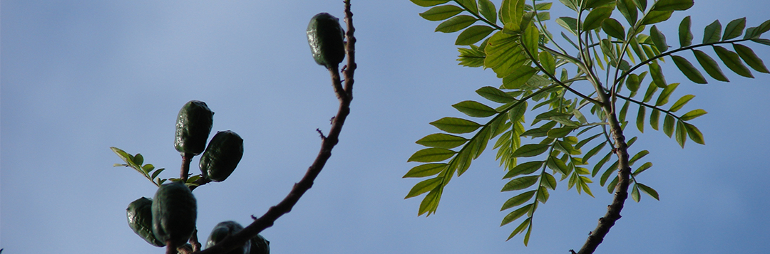 Spondias mombin (fruit and leaves). Location: Maui, Enchanting Gardens of Kula