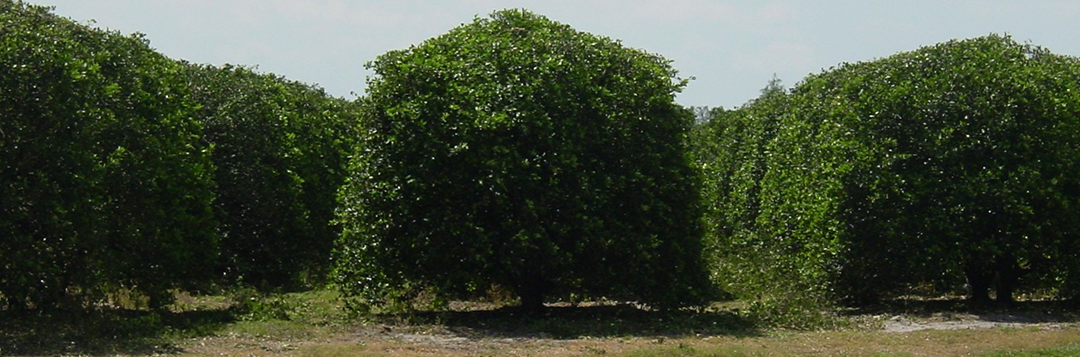 Topping and hedging of large citrus trees