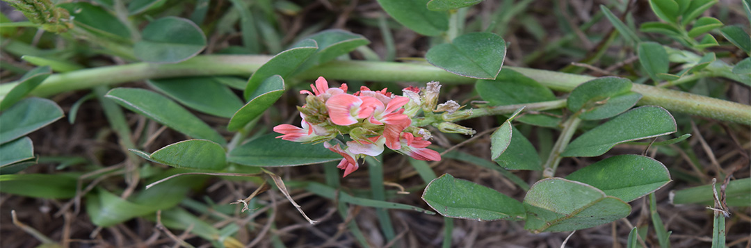 Flowers of creeping indigo arise from the base of the leaves and are pink to salmon in color.