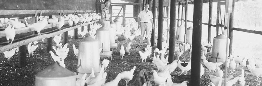 Chickens feeding in their coop. Photos from the Smathers Archives.