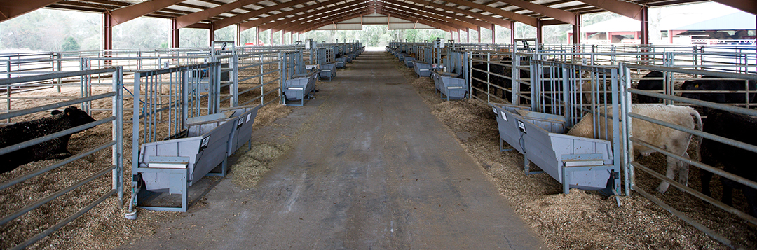 Beef cattle feeding facilities at the NFREC Beef Unit in Marianna, Florida. Building, structures, stockades, feeding, cattle, beef production.