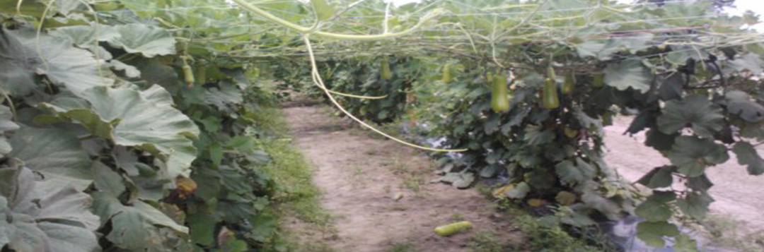 Long squash vines on trellis.