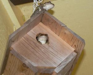 Photo of a birdhouse with a Cuban tree frog peeping out the door and one perched on the roof