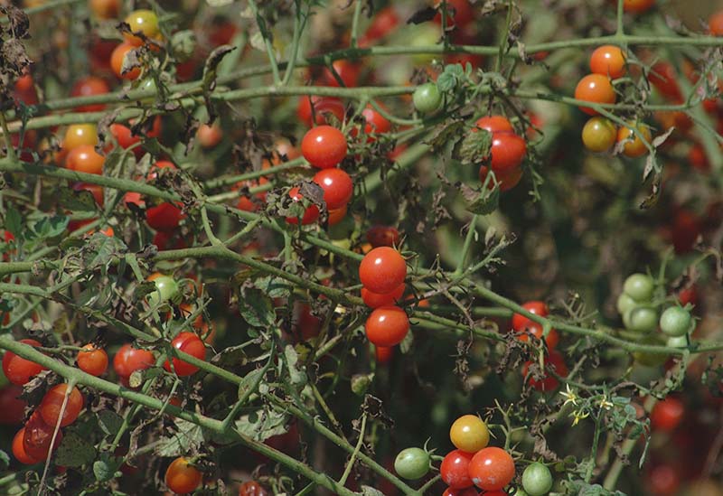 Photo of cherry tomatoes in every stage of ripeness growing on vines.