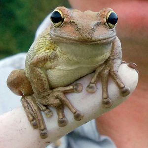 A photo of a Cuban tree frog clinging to a gloved human finger