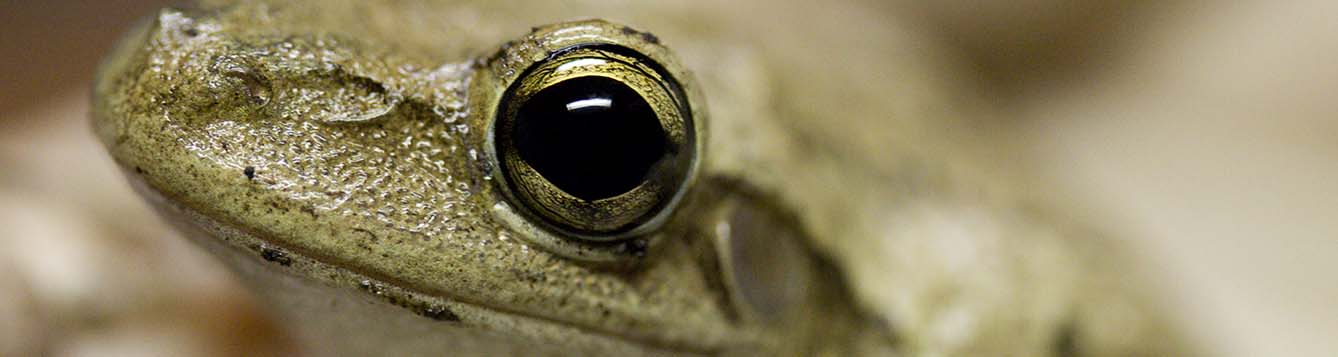 A close up photo of a Cuban tree frog