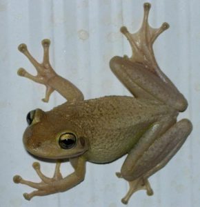 Photo of a Cuban tree frog clinging to a wall