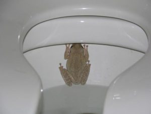 A photo of a Cuban tree frog in a toilet bowl.