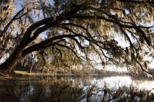  Sunrise and overhanging oak trees at Lake Alice. UF/IFAS Photo by Tyler Jones.
