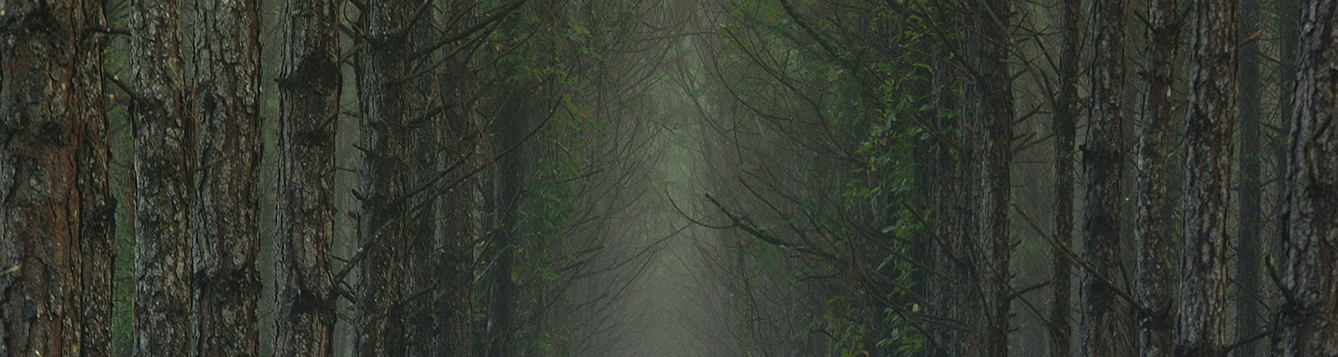 Photo looking down an aisle of planted pine trees in heavy mist, North Florida, forest. UF/IFAS Photo: Thomas Wright.