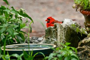 A male Cardinal at a birdbath, sprinkler, and birdfeeder. 