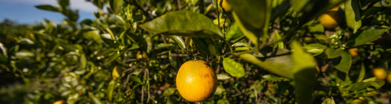 Oranges on an orange tree in a citrus grove. Photo taken 02-07-20.