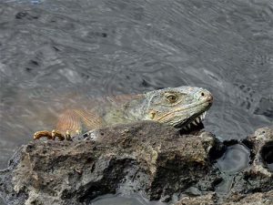 An iguana mostly submerged in water but resting its chin and one foot on a rock.