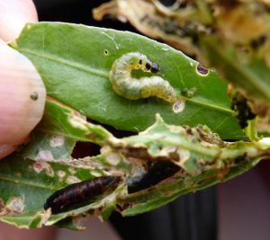 Photo of larva and pupa of the alligatorweed stem borer Marylyn Reaver