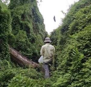 Photo of a person walking amid old world climbing fern in Loxahatchee National Wildlife Refuge Carey R Minteer