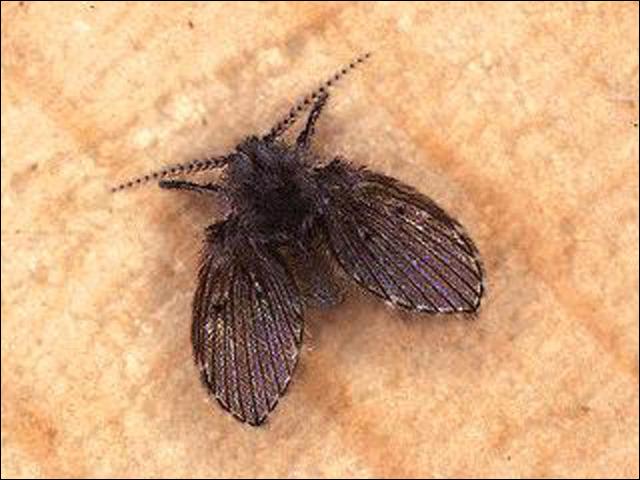 Little Black Flying Bugs In Bathroom Janel Star