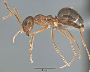 ifas bug ant uf creatures tiny explore featured but worker photograph say figure profile
