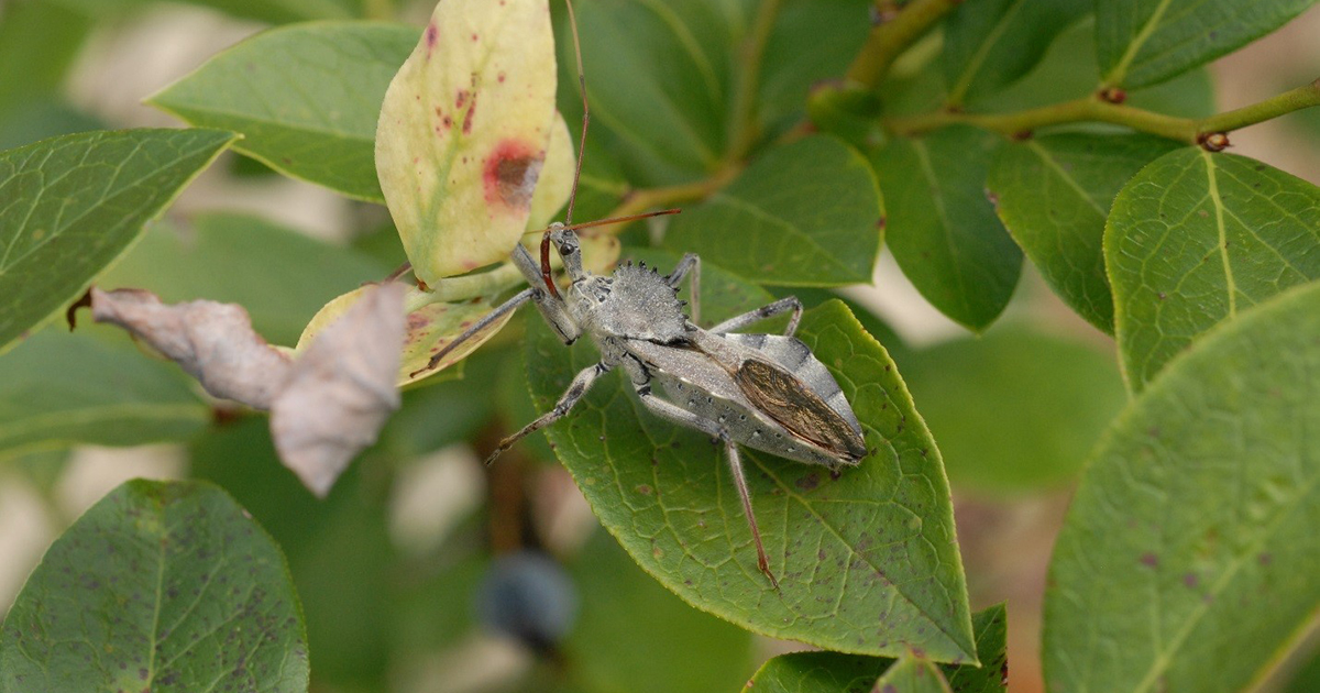 Bug of the Day Wheel Bug UF/IFAS Entomology and Nematology Department