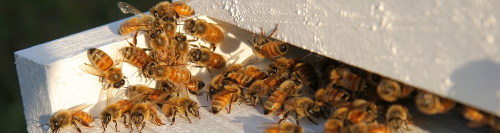 Honey bees at entrance