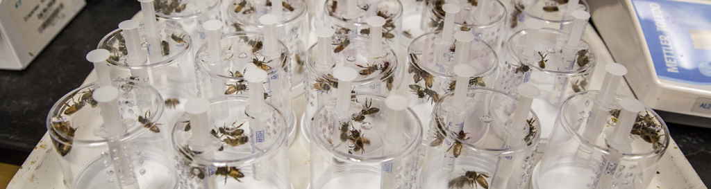 honey bee toxicology research