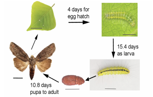 Gadirtha fusca lifecycle