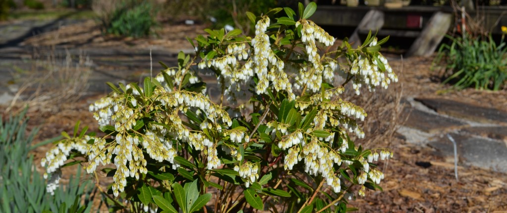 mountain snow pieris evergreen shrub