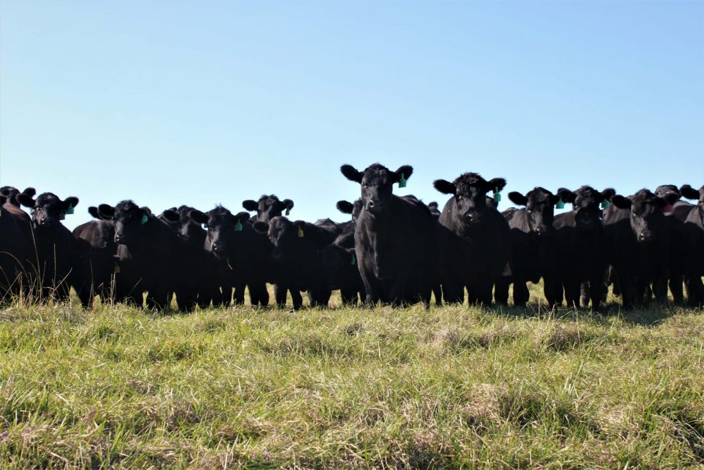 Beef Cattle Forage Bootcamp February Th Uf Ifas Extension Escambia County