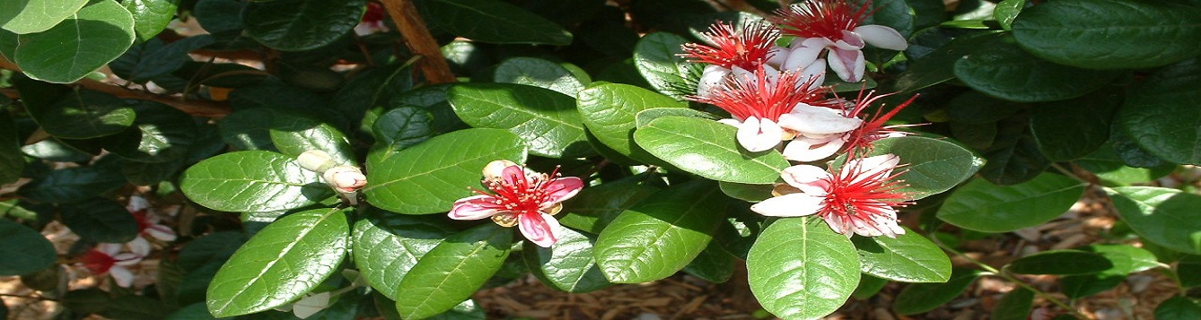 Pineapple guava blooms
