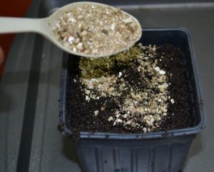 Vermiculite over seeds.