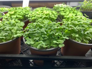 Microgreens in containers