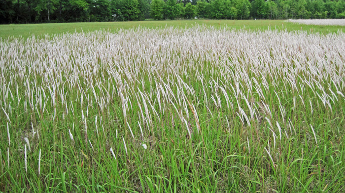 Dirty Dozen Invasive Species Of The Month Cogongrass Ufifas