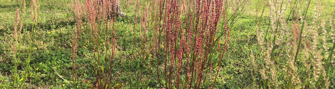 weekly-what-is-it-red-sorrel-uf-ifas-extension-escambia-county