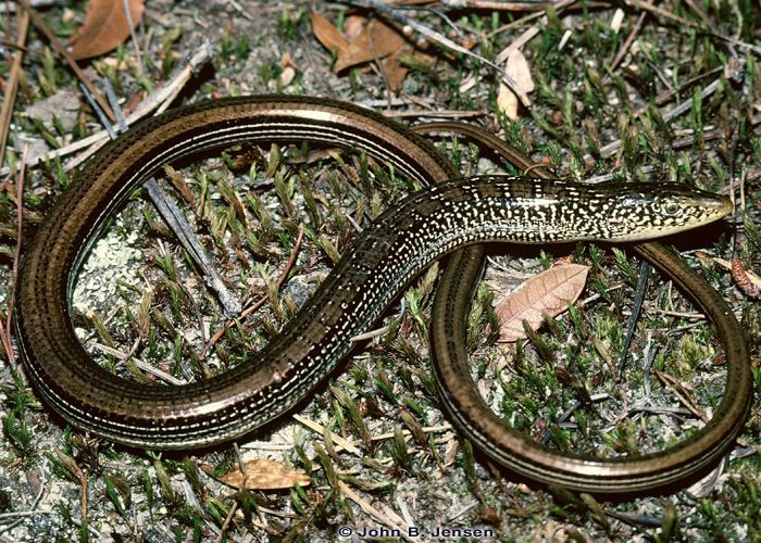 Weekly "What is it?" Glass lizard UF/IFAS Extension Escambia County