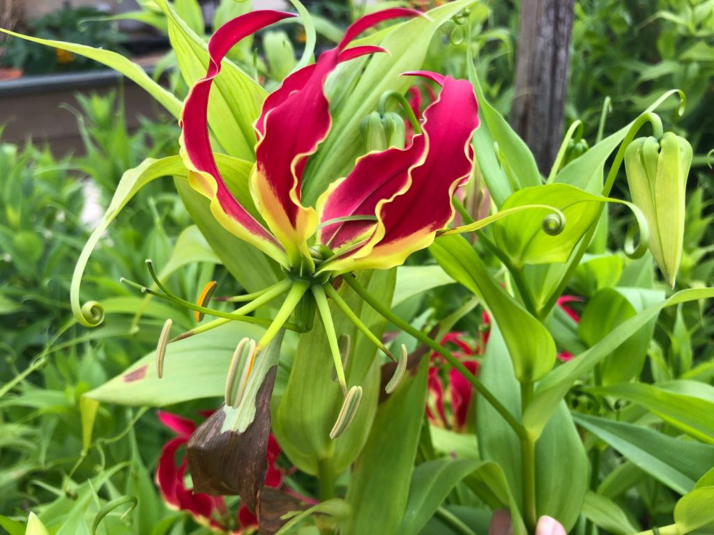Weekly “what Is It” Gloriosa Lily Ufifas Extension Escambia County 
