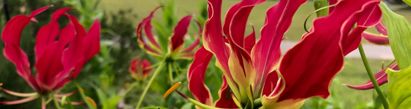 Weekly “what Is It” Gloriosa Lily Ufifas Extension Escambia County