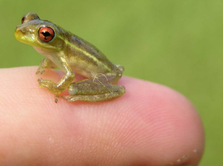Cuban Treefrogs May Be Coming UF/IFAS Extension Escambia County