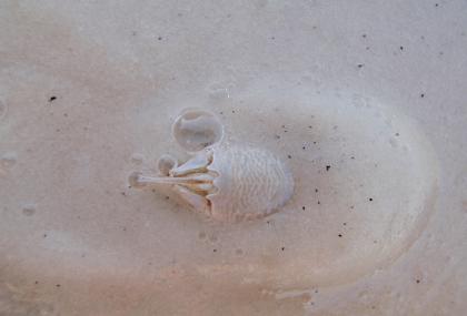Weekly “What is it?”: Sand fleas (mole crabs) - UF/IFAS Extension Escambia  County